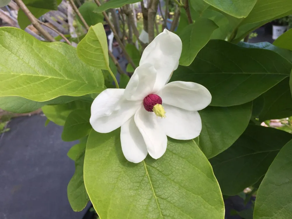 Affordable landscaping services near you in Cornwallville, NY by Greene Bee Greenhouse
