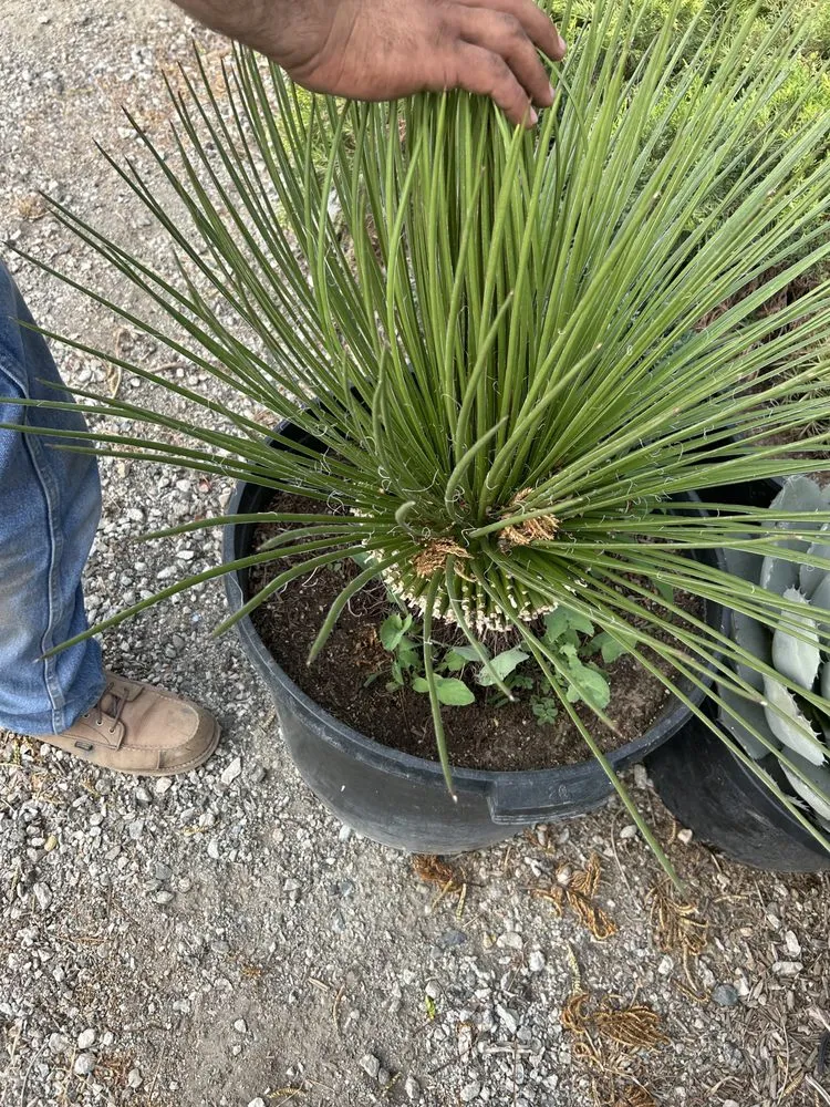 Reliable outdoor landscaping in Whittier, CA - Greenearth Landscape