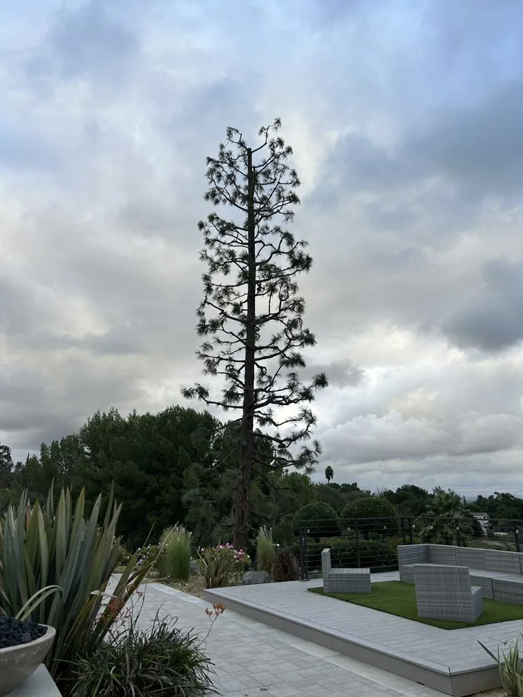 Professional yard cleanup service in Whittier, CA by Greenearth Landscape