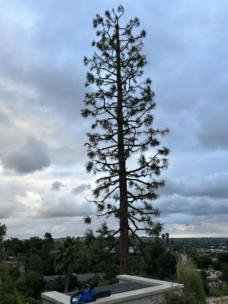 Trusted yard maintenance near you across Whittier, CA - Greenearth Landscape