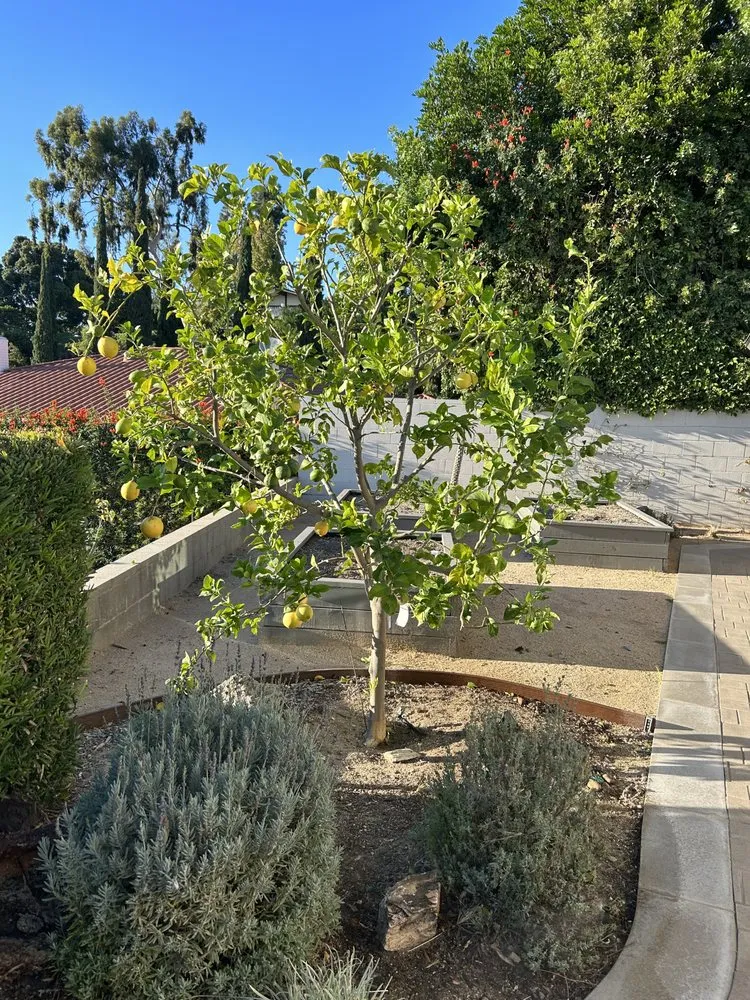 Affordable outdoor landscaping experts serving Whittier, CA - Greenearth Landscape