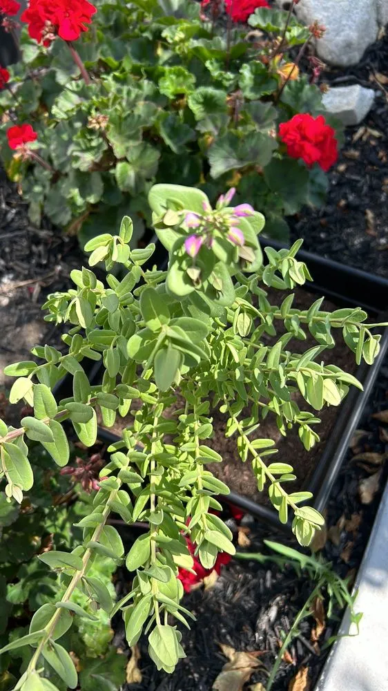 Affordable garden landscaping for outdoor upgrades across Whittier, CA - Greenearth Landscape