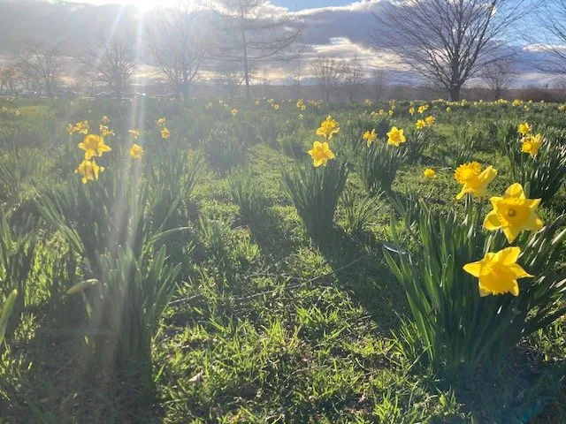 Affordable outdoor landscaping with custom design across Montville, CT - Greenearth Landscapes
