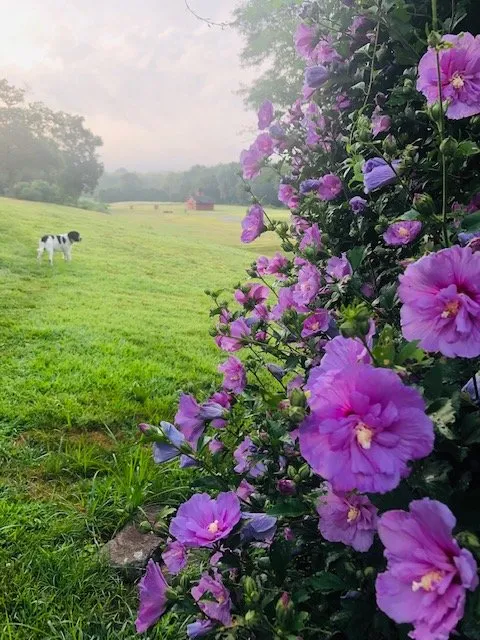 Top-rated lawn mowing service experts serving Montville, CT - Greenearth Landscapes