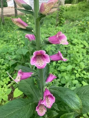 Greenearth Landscapes