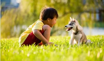 Expert yard maintenance experts serving Sarasota, FL - GreenEdge Florida