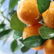 Trusted lawn mowing service experts serving Sarasota, FL - GreenEdge Florida