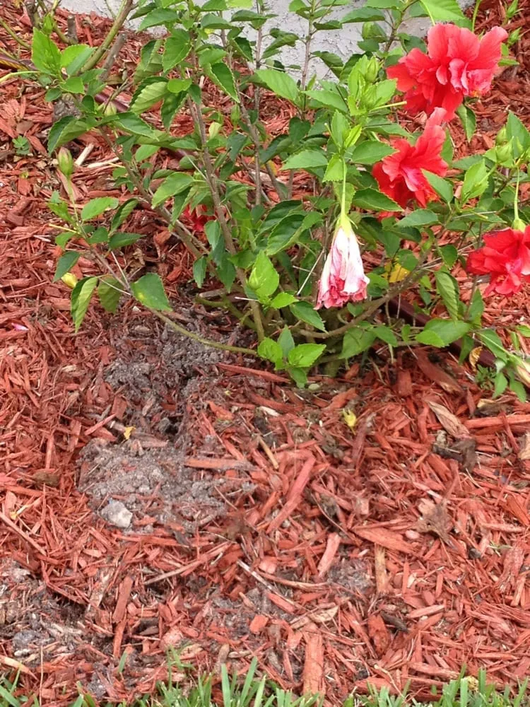 Affordable lawn care service for year-round maintenance in St. Augustine, FL by Greener & Cleaner