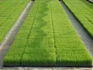 Local landscape design with custom design across Rogers, MN - Greener Alternative