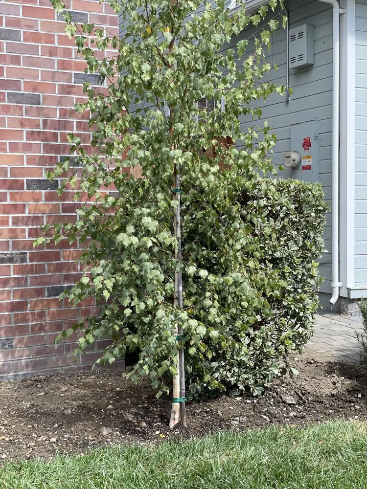 Top-rated landscape installation experts serving San Jose, CA - Greener Bay Landscaping