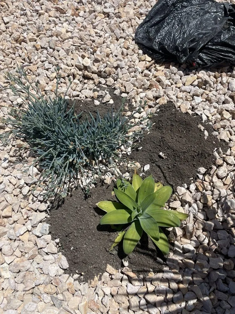 Professional yard cleanup service in San Jose, CA - Greener Bay Landscaping