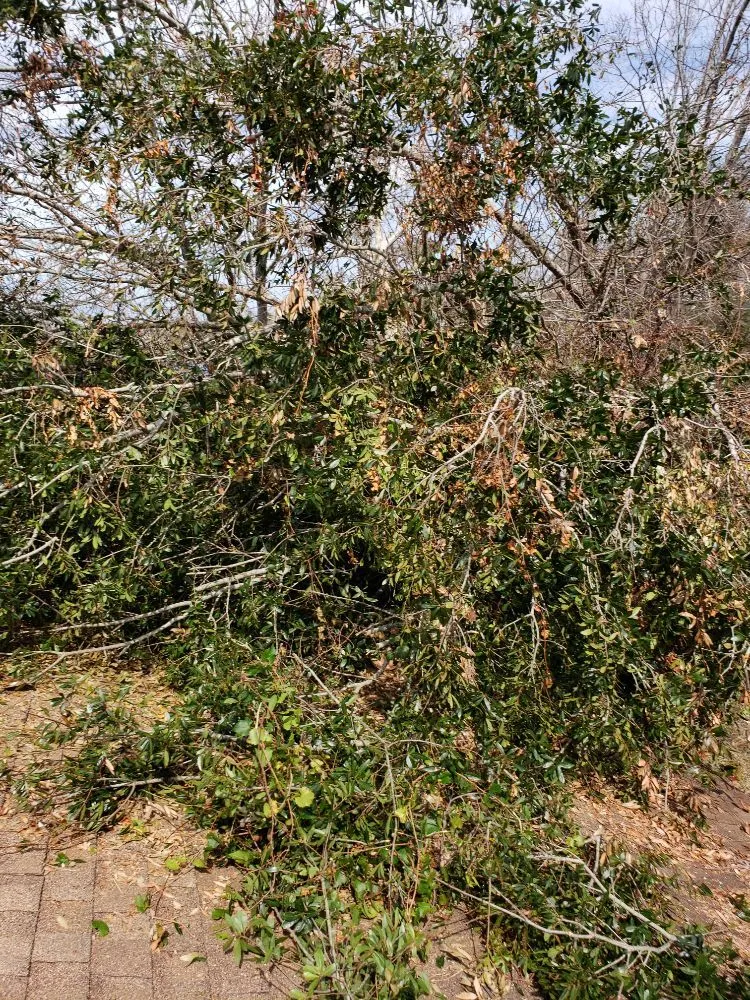 Local landscaping services for year-round maintenance across Panama City, FL - Greener Days Lawn Care and Gardening