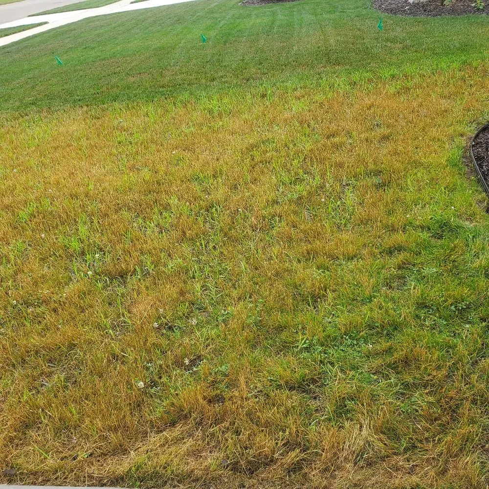 Affordable yard maintenance experts serving Sparta, MI - Greener Earth Organic Lawncare & Landscaping