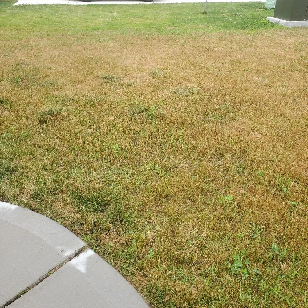 Trusted yard cleanup service with custom design in Sparta, MI by Greener Earth Organic Lawncare & Landscaping