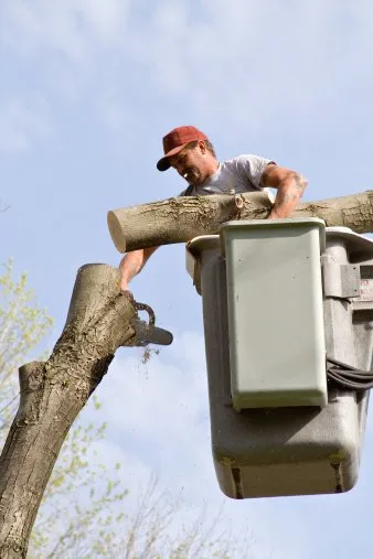 Professional lawn mowing service for beautiful yards across Tom Bean, TX - Greener Earth Tree Service