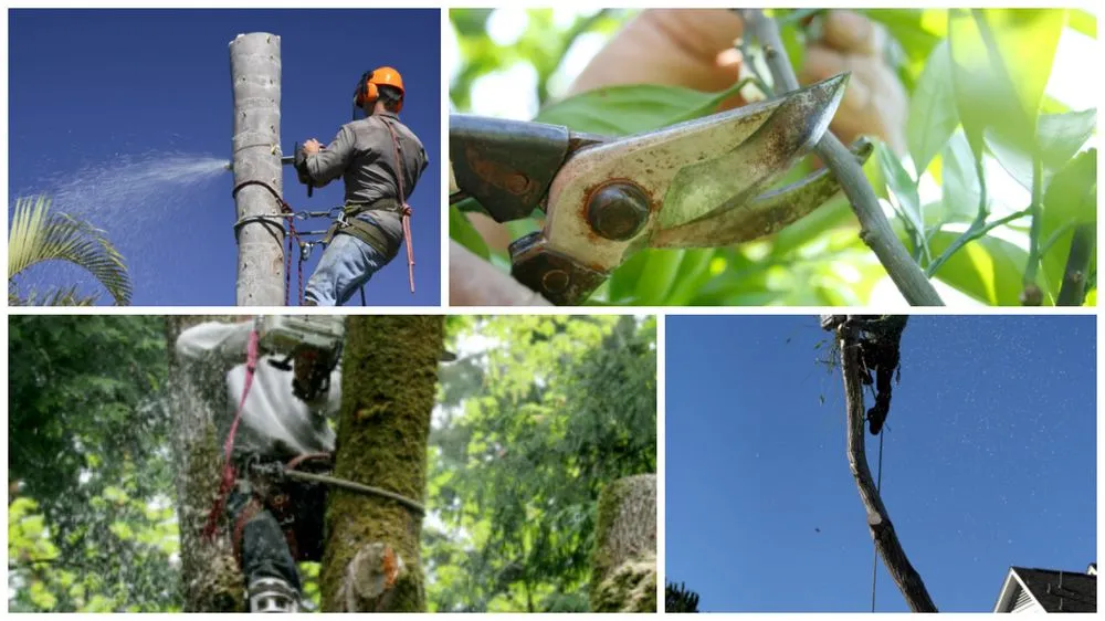 Trusted yard cleanup service with custom design across Tom Bean, TX - Greener Earth Tree Service