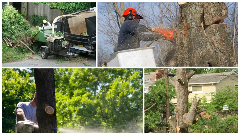 Expert landscaping services experts serving Tom Bean, TX - Greener Earth Tree Service