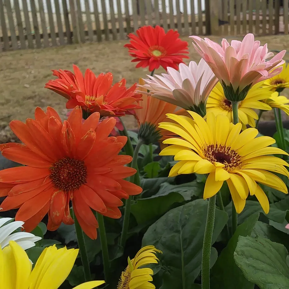 Trusted lawn care service for year-round maintenance across Snellville, GA - Greener Fields Lawn Care