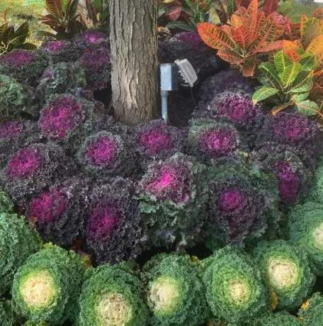 Expert yard maintenance in Plainview, NY by Greener Gardens Of New York