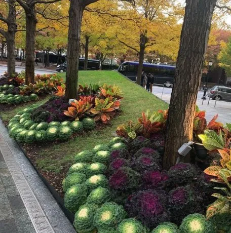 Top-rated yard maintenance for residential properties across Plainview, NY - Greener Gardens Of New York