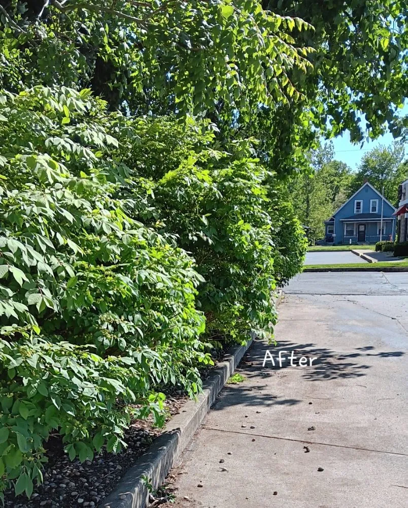 Trusted yard cleanup service near you in Michigan City, IN by Greener Grass & Landscapes