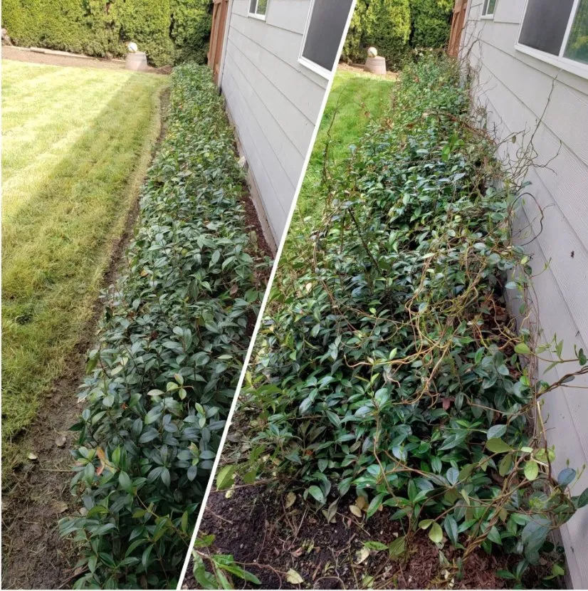 Trusted landscaping services in Salem, OR - Greener Grass Maintenance