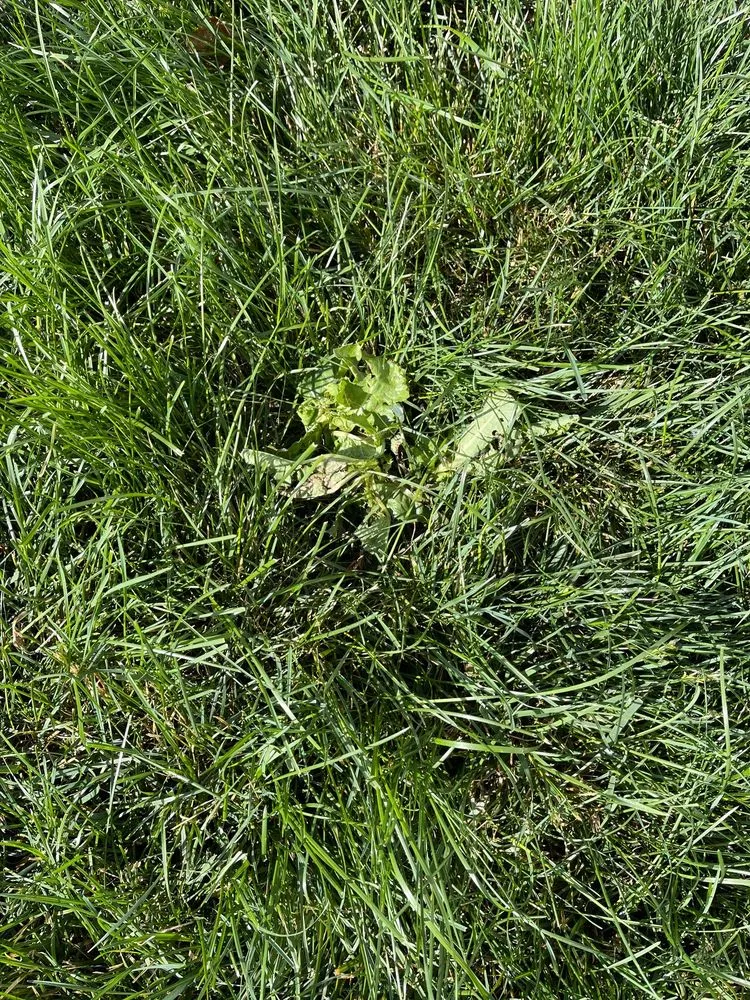 Expert residential landscaping for residential properties in Canton, OH by Greener Grass Organic Lawn & Pest