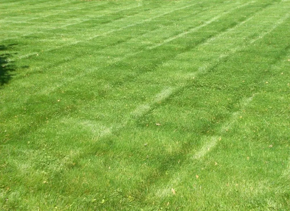 Affordable residential landscaping near you across Canton, OH - Greener Grass Organic Lawn & Pest