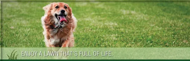 Trusted lawn care service in Canton, OH - Greener Grass Organic Lawn & Pest