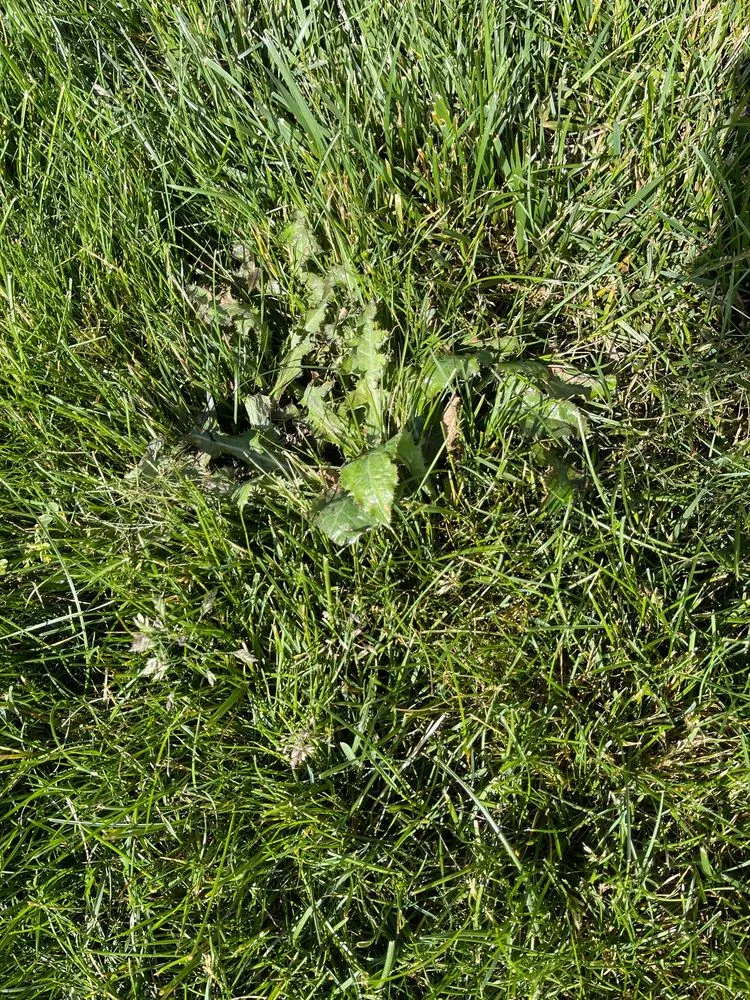 Trusted residential landscaping for homes in Canton, OH by Greener Grass Organic Lawn & Pest