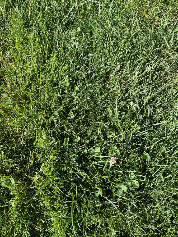 Expert landscaping services for beautiful yards in Canton, OH by Greener Grass Organic Lawn & Pest