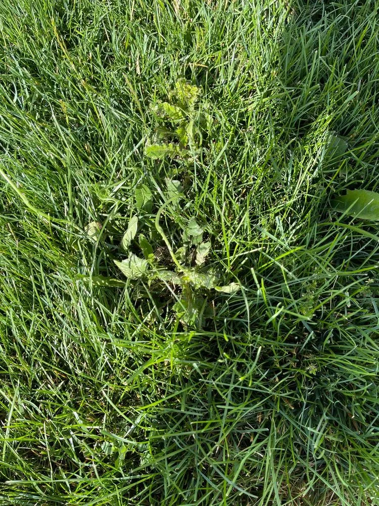 Reliable landscape design experts serving Canton, OH - Greener Grass Organic Lawn & Pest