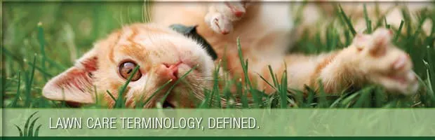 Expert landscape installation in Canton, OH by Greener Grass Organic Lawn & Pest