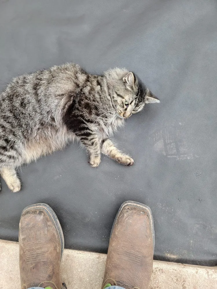 Trusted residential landscaping in San Antonio, TX - Greener Grasses