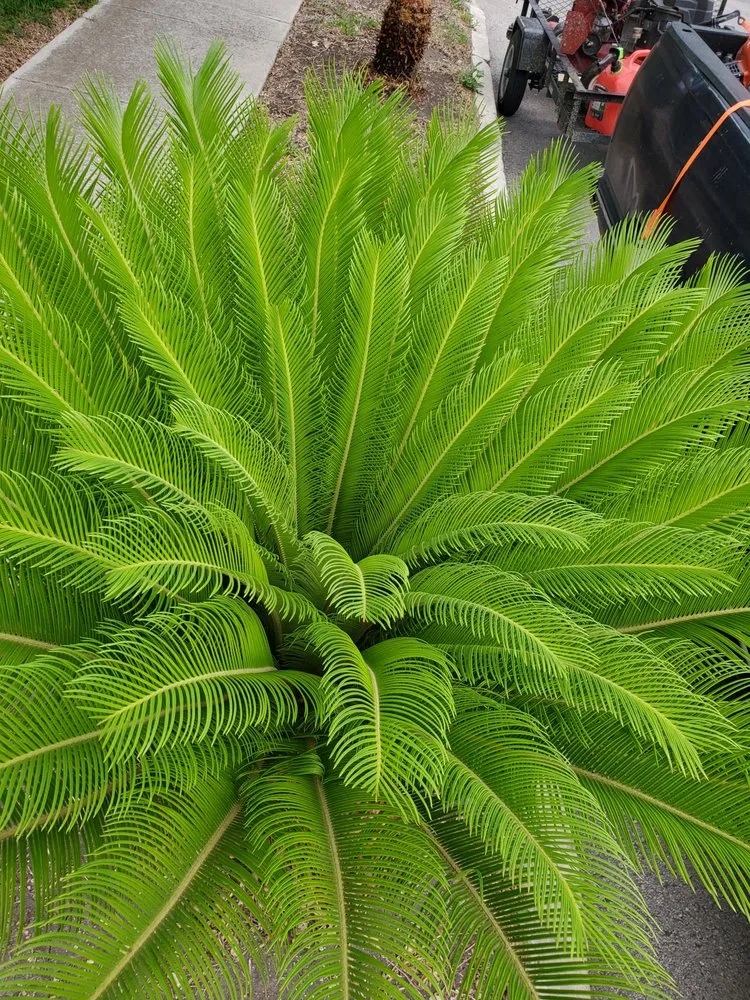 Professional landscape design experts serving San Antonio, TX - Greener Grasses