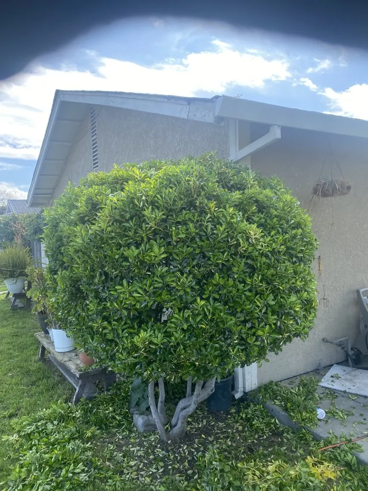 Trusted yard cleanup service with custom design in Modesto, CA by Greener landscaping