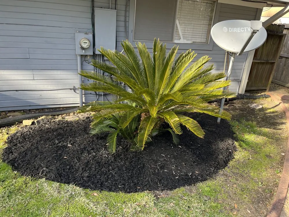 Affordable yard cleanup service for outdoor upgrades across Alvin, TX - Greener Lawns