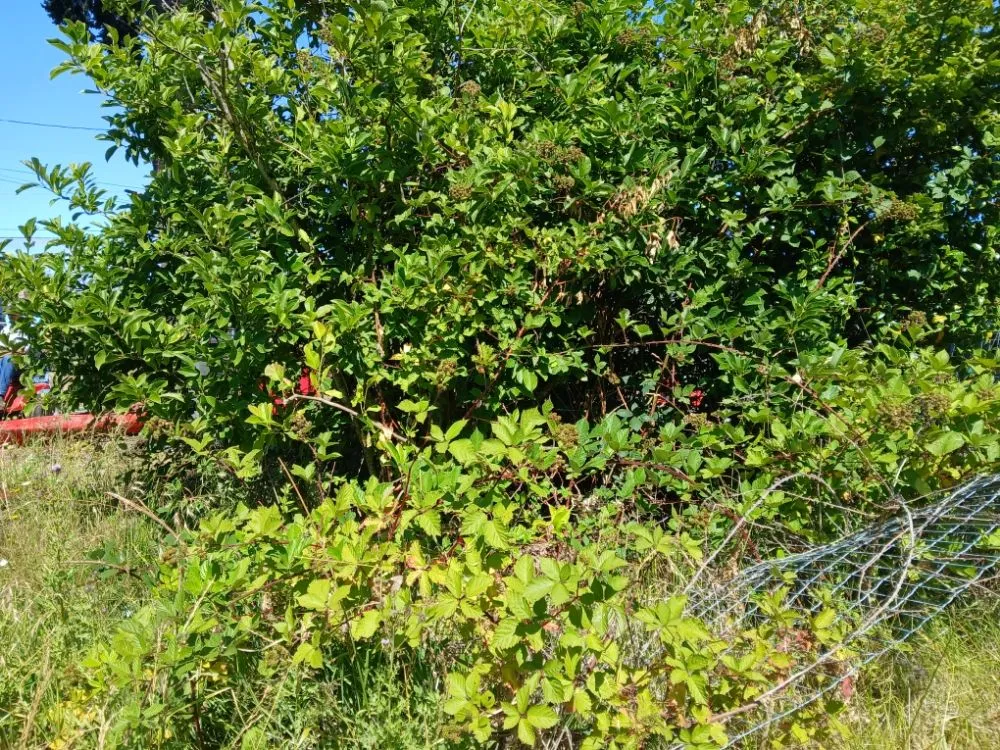 Professional garden landscaping experts serving Dayton, OR - Greener Side