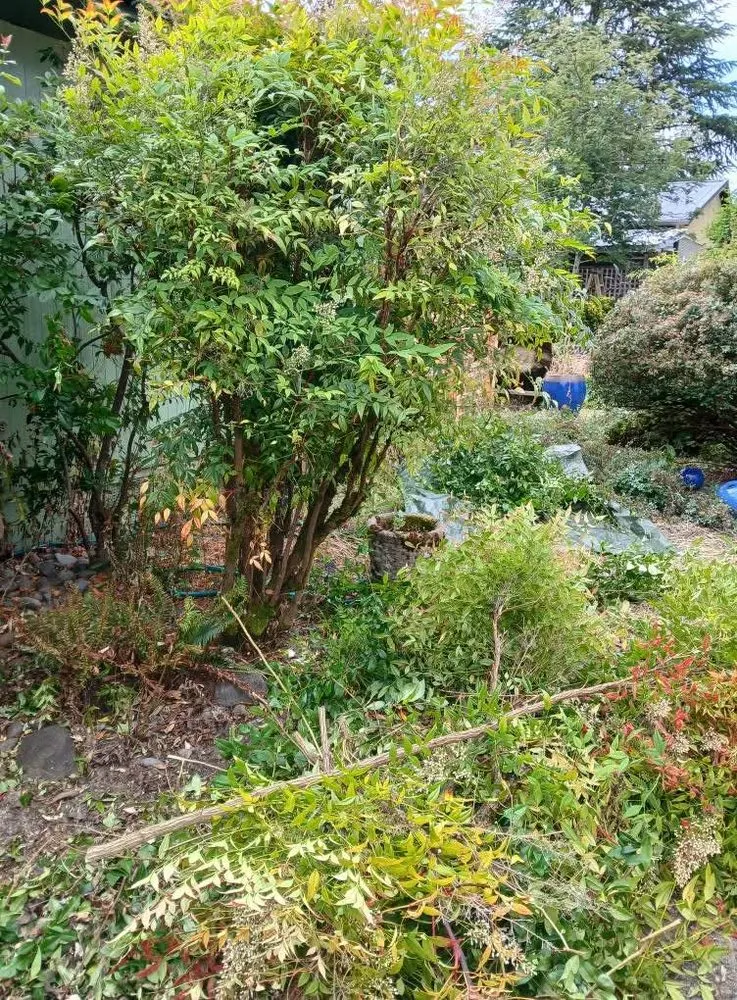 Professional landscape installation in Dayton, OR - Greener Side