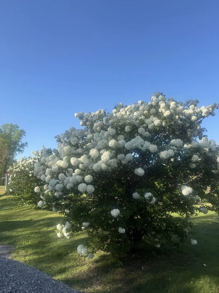 Top-rated lawn care service in Franklin, TN - Greener Solutions