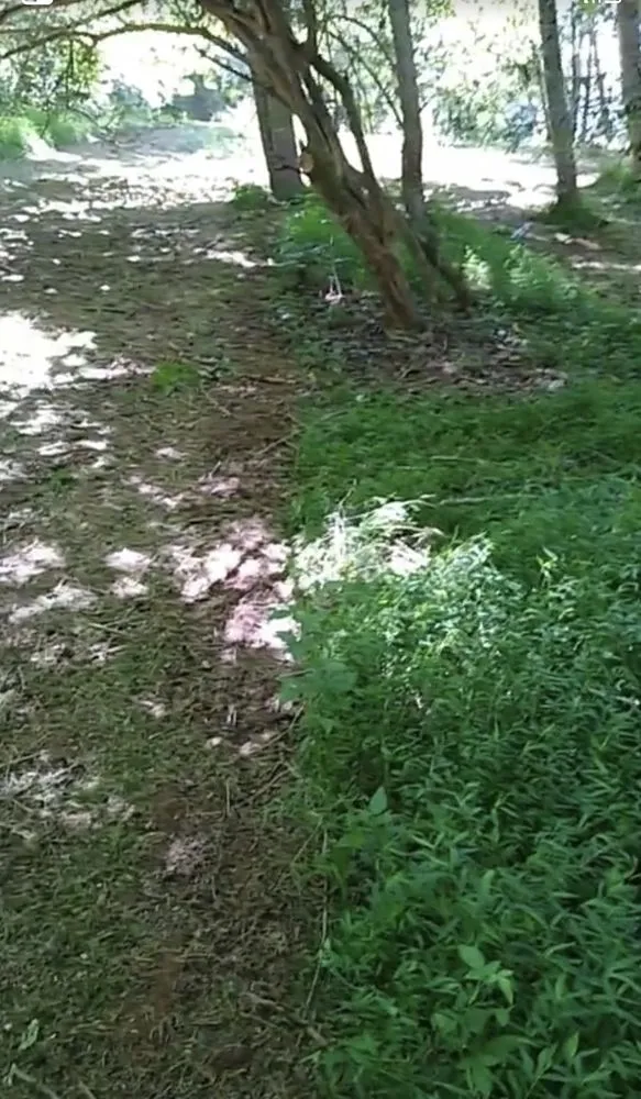 Custom landscape installation experts serving Gainesville, GA - Greener solutions