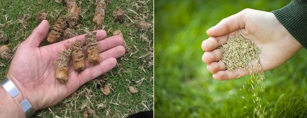 Expert yard cleanup service in Rowley, MA - Greener Solutions