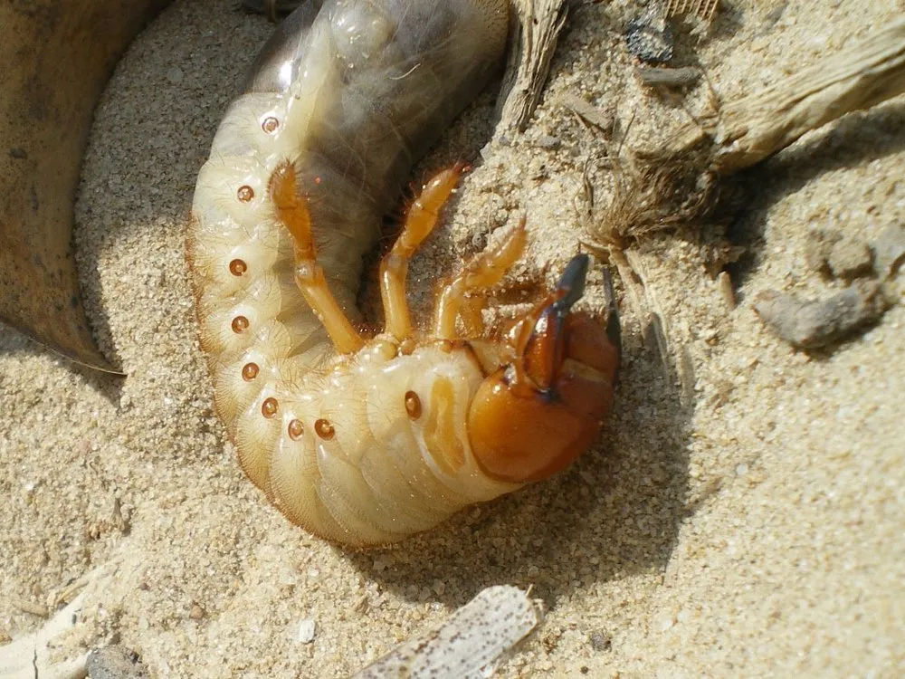 Expert yard maintenance in Rowley, MA by Greener Solutions