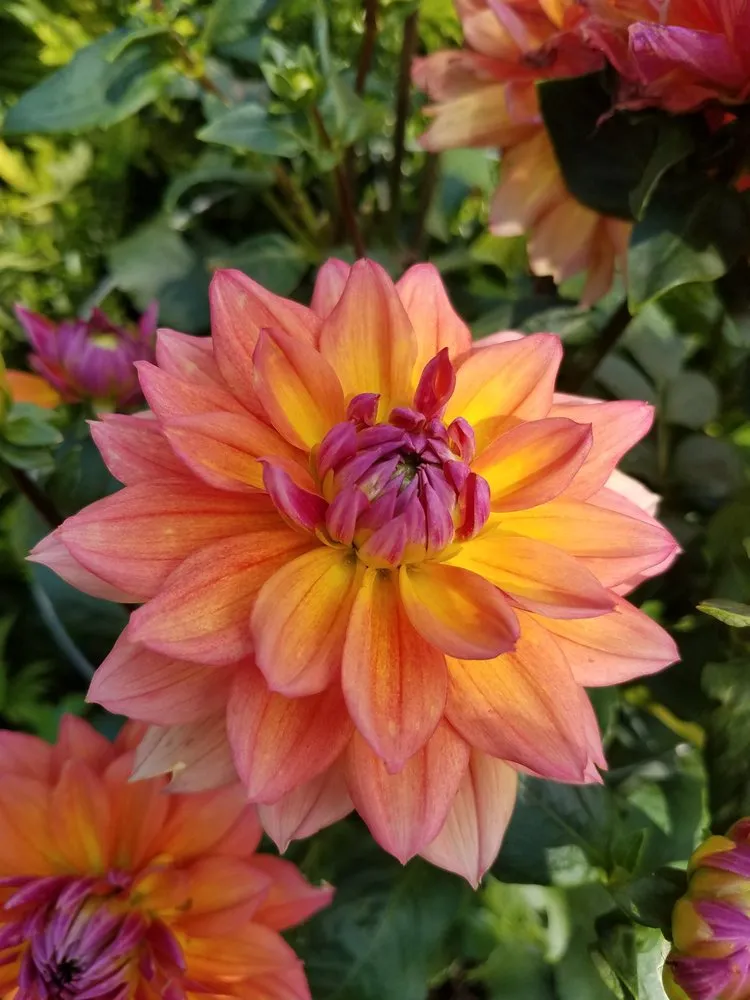 Expert garden landscaping experts serving Cranston, RI - GreenerEase