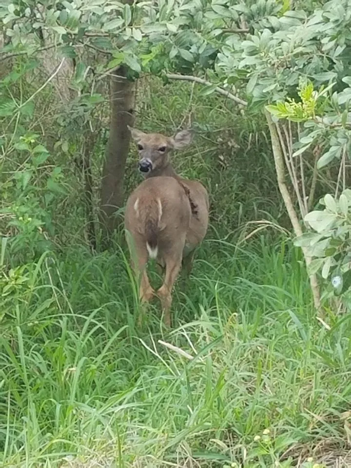 Affordable residential landscaping for outdoor upgrades across Runnemede, NJ - Greenery Lawn Service