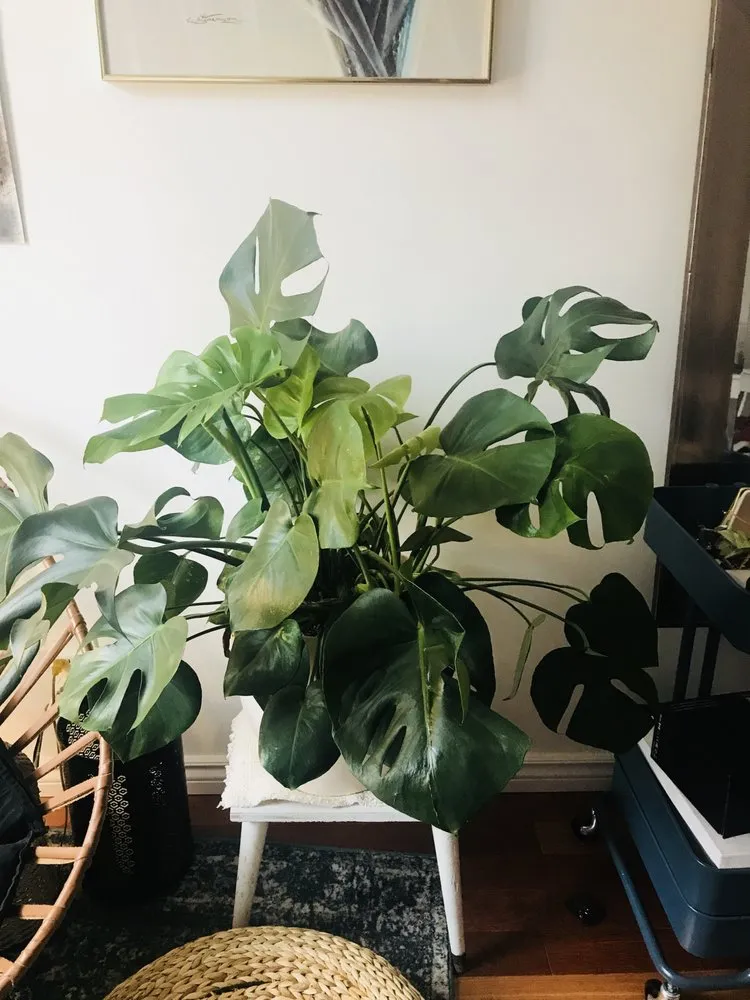 Affordable lawn care service in Brooklyn, NY by Greenery NYC