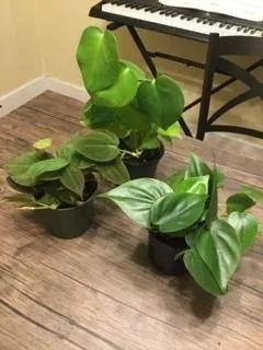 Local yard maintenance for outdoor upgrades in Brooklyn, NY by Greenery NYC