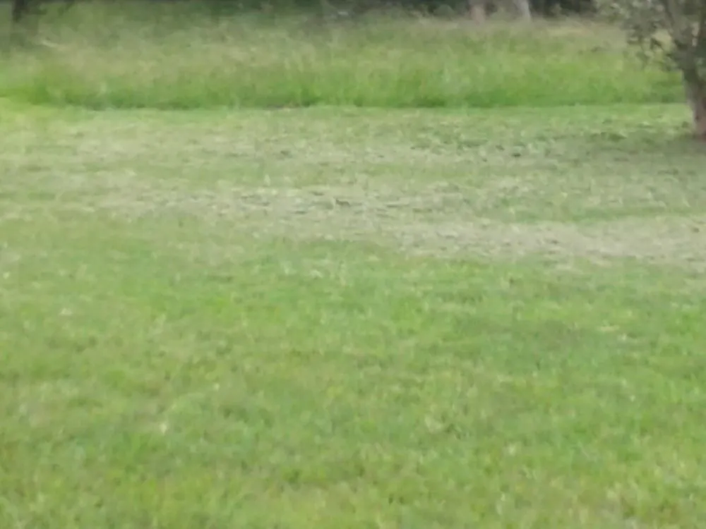 Professional lawn care service in Lake Charles, LA - Greene's Lawn Service