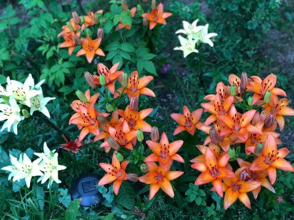 Professional landscaping services for year-round maintenance across Machiasport, ME - Greenest Grass Seasonal Services