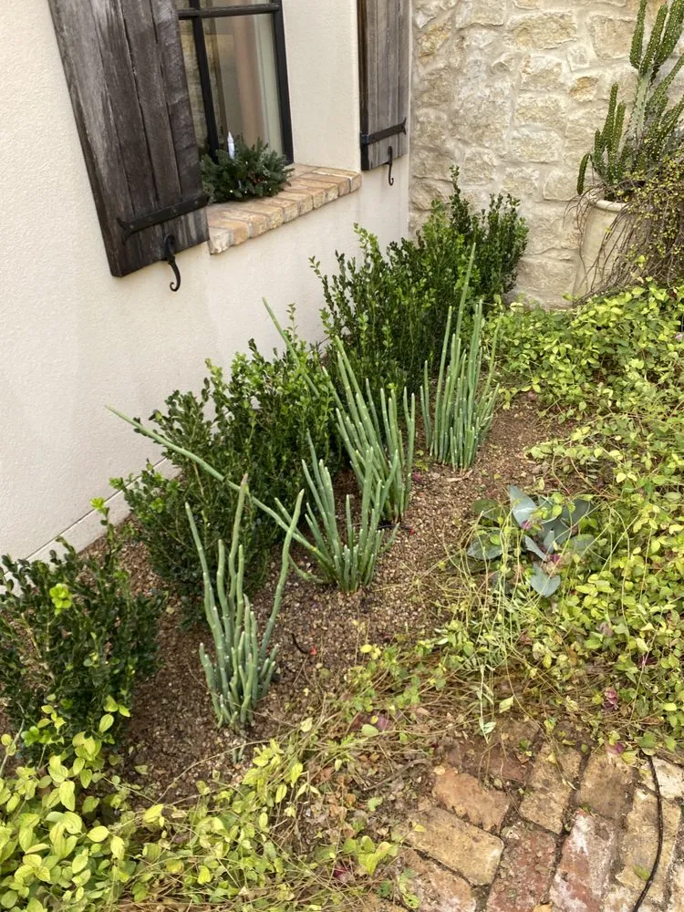 Local yard maintenance in Mesa, AZ - Greenest Landscaping